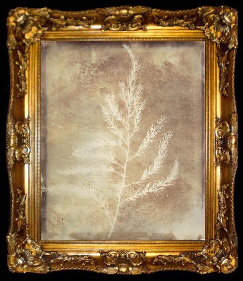 framed  Willim Henry Fox Talbot Photogenetic Drawing, ta009-2